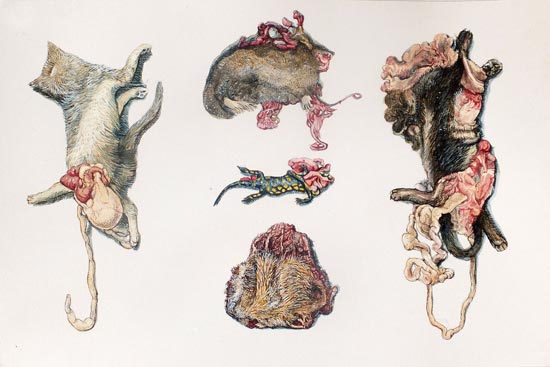 roadkill1-Stipan-Tadi-